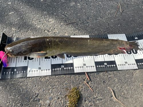 マナマズの釣果