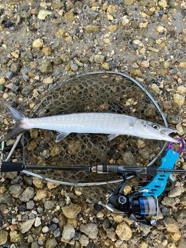 オニカマスの釣果