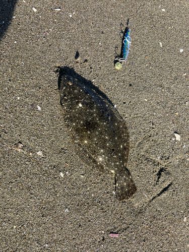 ソゲの釣果