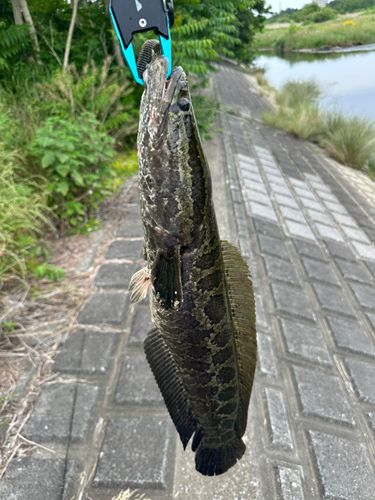 ライギョの釣果