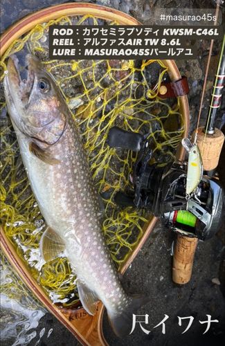 イワナの釣果