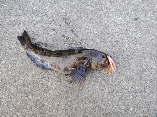 アイナメの釣果