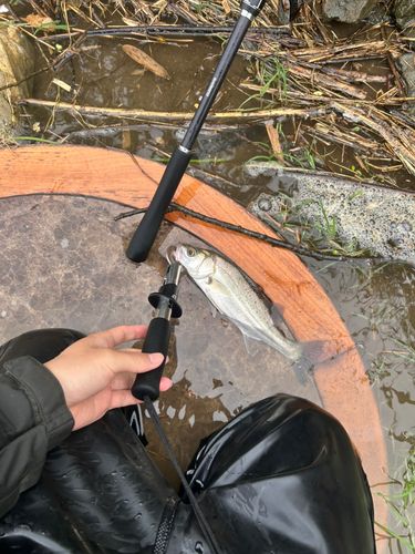 スズキの釣果
