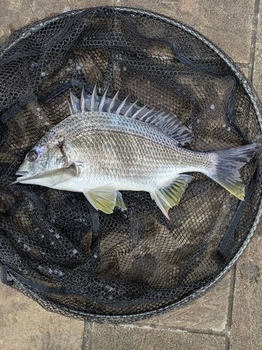 キビレの釣果