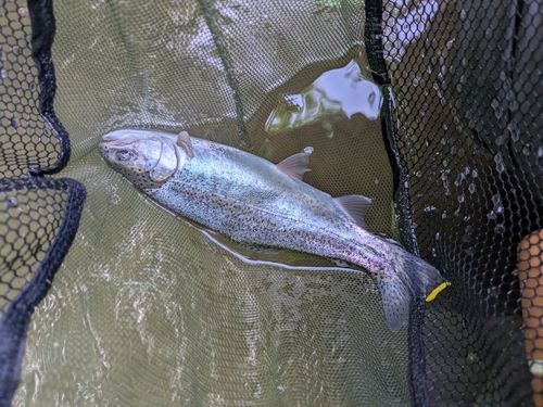 ニジマスの釣果