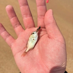 チャリコの釣果