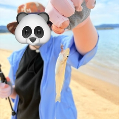 キスの釣果