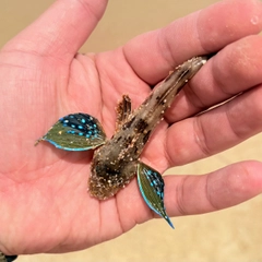 ホウボウの釣果