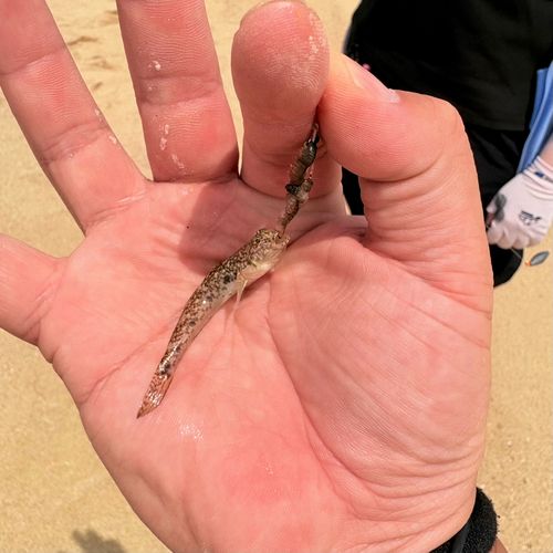 ハゼの釣果