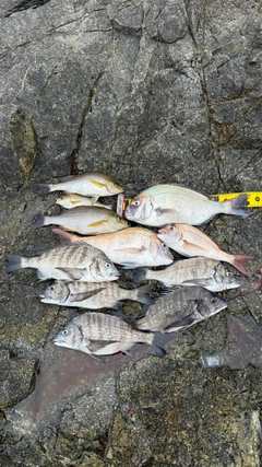 チヌの釣果