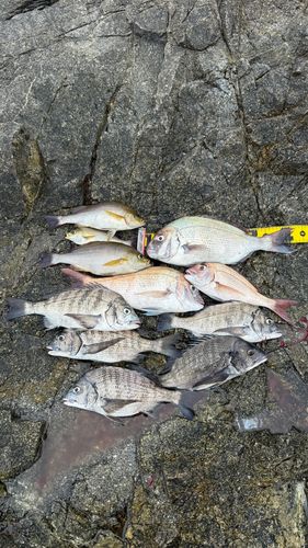 チヌの釣果