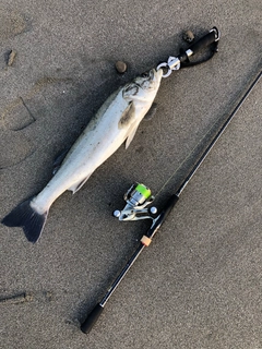 スズキの釣果