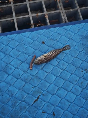 ハゼの釣果
