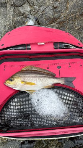 イサキの釣果