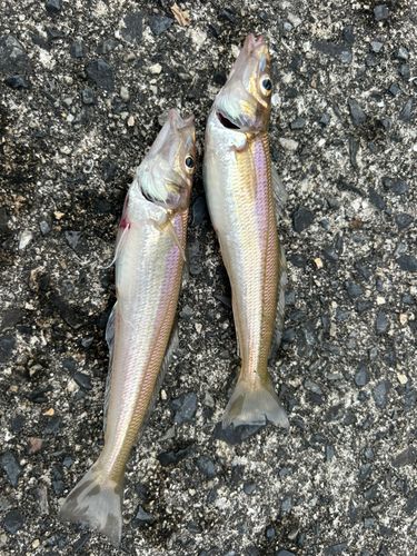 キスの釣果