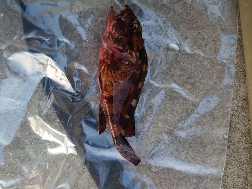 カサゴの釣果
