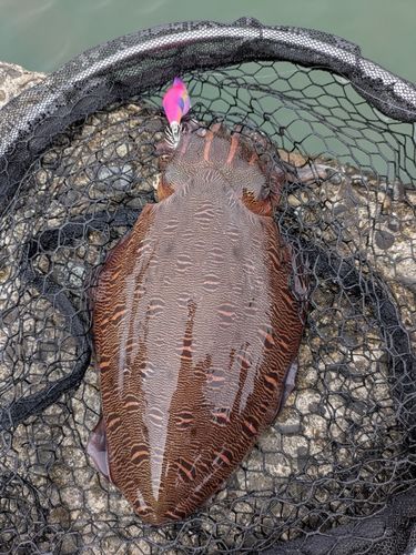 コウイカの釣果