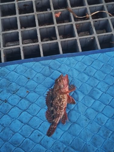 カサゴの釣果
