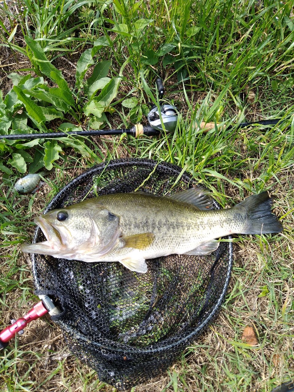DAIWA 20アルファス SV TW 800XHの最安値・インプレ・釣果 | 本音の