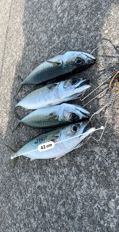 サバの釣果