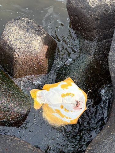アカエイの釣果