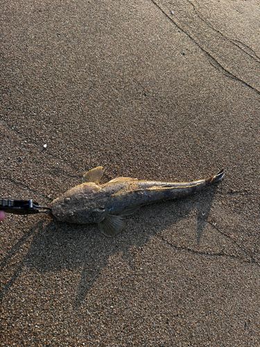 マゴチの釣果