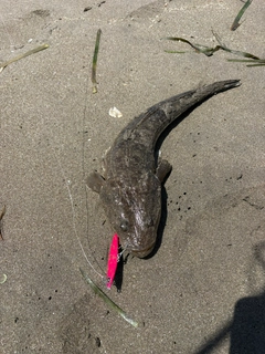 マゴチの釣果