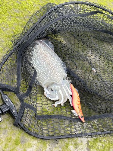 シリヤケイカの釣果