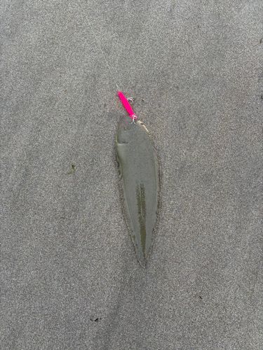 シタビラメの釣果