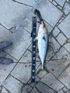 ブリの釣果