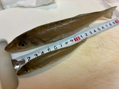 キスの釣果