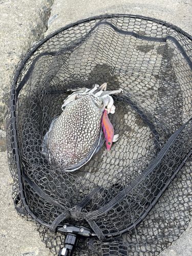 シリヤケイカの釣果