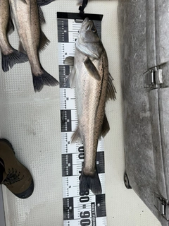 シーバスの釣果