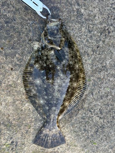 ヒラメの釣果