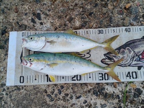 イナダの釣果