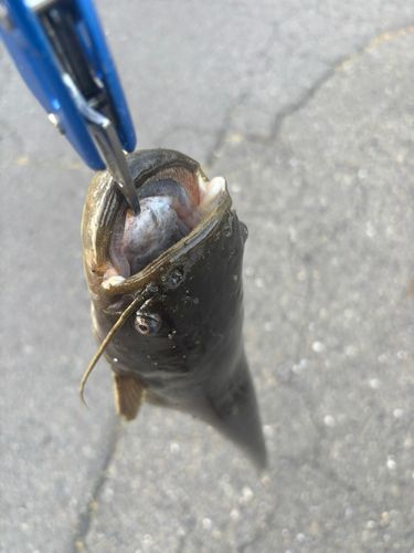 ナマズの釣果