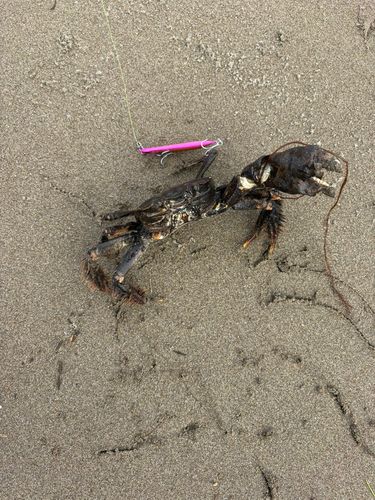 モクズガニの釣果