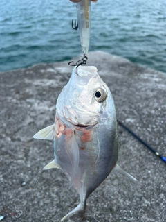 ガーラの釣果