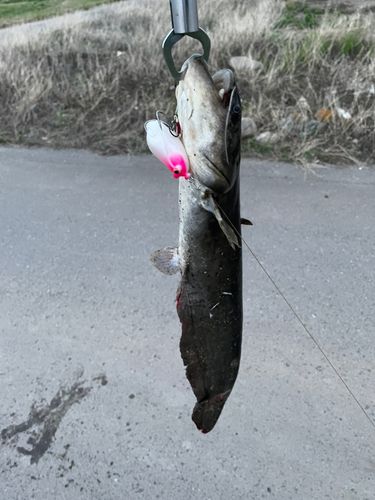 マナマズの釣果