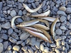 シロギスの釣果