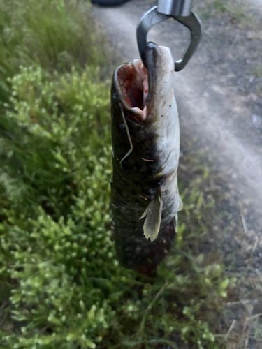 ナマズの釣果