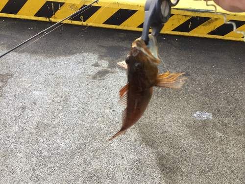 アナハゼの釣果