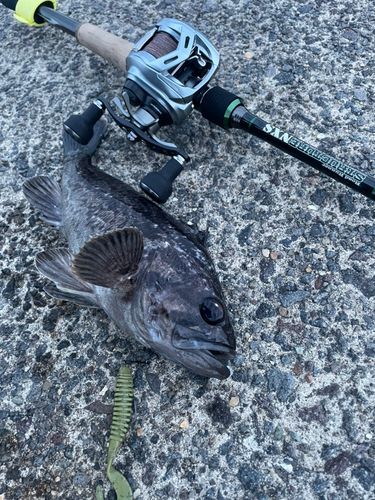 クロソイの釣果