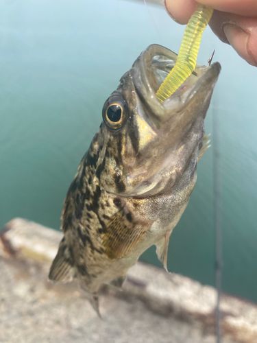 ソイの釣果