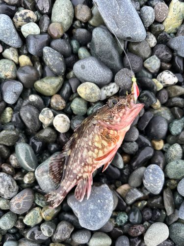ムツの釣果