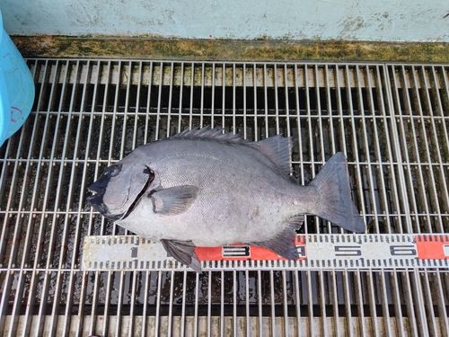 イシダイの釣果