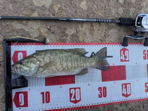 スモールマウスバスの釣果