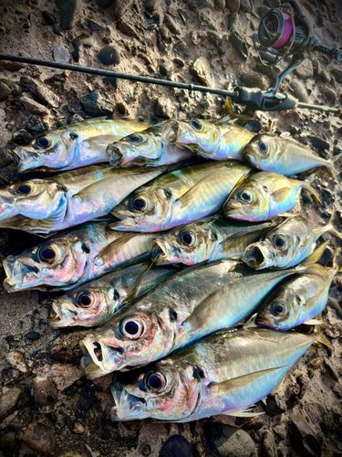 アジの釣果