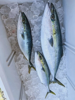ガンドの釣果