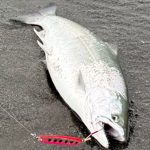 サクラマスの釣果